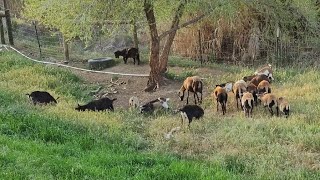 American Blackbelly Sheep and Nigerian Dwarf Goats Grazing [upl. by Franci389]