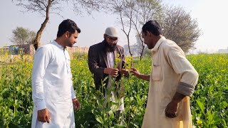 Canola VS Raya Oile seed crops best oil village food Health care [upl. by Farley]