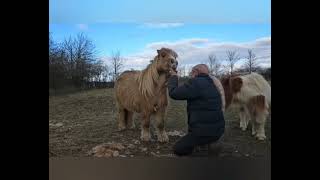 Clipping The Hairy Shetland With Liveryman Harmony Plus Clippers [upl. by Tisman]