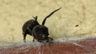 Black House Spider Vs Beetle [upl. by Achorn]