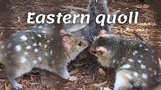 Speckled or eastern quoll Dasyurus viverrinus [upl. by Yendys6]