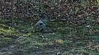 Coopers Hawk Grabs A Mourning Dove Warning Video Shows the Capture [upl. by Nydroj]