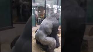 Gorillerin çiftleşme görüntüleri 😂 [upl. by Vachel905]