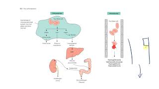 5 Normocytic Anemia Part 21 Hemolytic  Classification and labs  سيكون هناك دماء [upl. by Bilbe687]