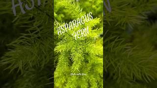 Stunning Asparagus Fern plant green [upl. by Eenaffit201]