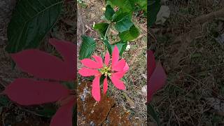 Poinsettia Turning plant  Red leaf plant shorts [upl. by Adyol493]