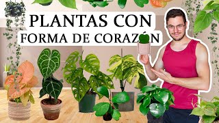 TOP 8 plantas de interior con hojas en forma de corazón 💚 [upl. by Esinrahc]