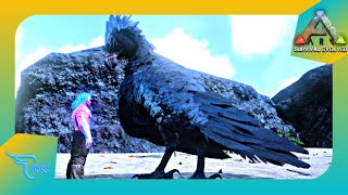 CARA MUDAH TAMING ARGENTAVIS SI BURUNG TERBESAR EPS 35  Ark Mobile Indonesia [upl. by Yrrol]