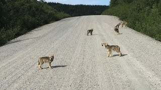 Cute Wolf Puppies howling [upl. by Strait]