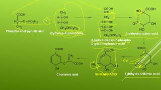 SHIKKIMIC ACID PATHWAY [upl. by Muhammad610]