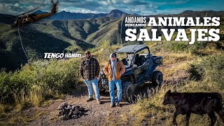 Regrese A Buscar Los Animales Salvajes De Este Cañon [upl. by Ttenna]