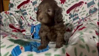 Dirks Australian Cobberdog puppy 1 month old [upl. by Enyar]