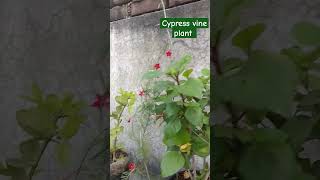 Rose plant  Kunda plant  Cypress vine bougainvilleahome garden  shorts videos kitchengarden [upl. by Leitman674]