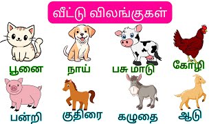 வீட்டு விலங்குகள்Domestic animalsAnimals name in tamilbabies tamil rhymesToddlers and nursery [upl. by Hazrit16]