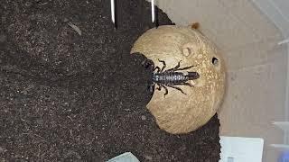 Emperor Scorpion Introduction [upl. by Mahan]