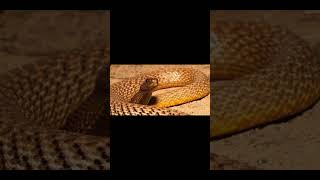 The Inland Taipan Oxyuranus microlepidotussnake [upl. by Theis]