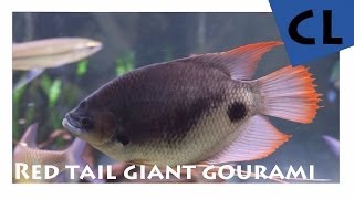 HD Red Tail Giant Gourami  Osphronemus Laticlavius  BERLIN AQUARIUM [upl. by Eneloj]