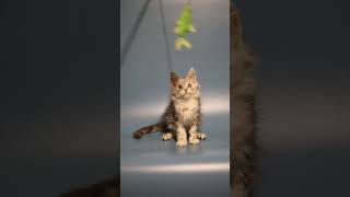 Afrodita maine coon kitten female for adoption Purebred Kitties [upl. by Kean366]