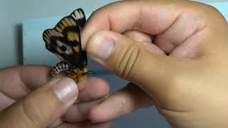 HOW TO PIN INSECTS 6 SPREADING BUTTERFLIES amp MOTHS [upl. by Etnaud522]