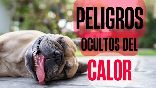 Golpes de Calor en Perros Síntomas y Prevención [upl. by Nniroc]