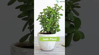 Best Lucky Plants For Home to invite wealth and positivity [upl. by Nallad]