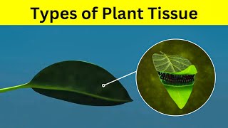 Types of tissue in plants [upl. by Brien322]