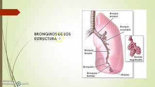 Anatomía del Sistema Respiratorio Inferior [upl. by Nylicaj]