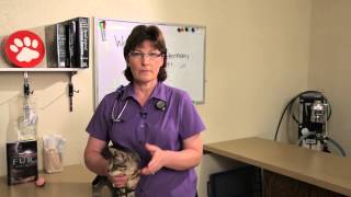 Hookworm in Cats  Cat Health [upl. by Romeyn898]