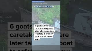 Goats on a boat High waters force caprine capture on Chattanoogas Maclelallan Island [upl. by Ojytteb]