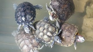 Red Ear Slider Turtles [upl. by Celie]