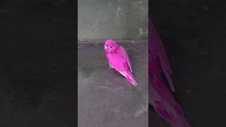 What is the True Color of This Budgie [upl. by Acyre223]