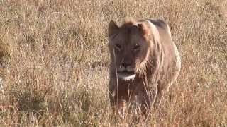 Notch Coalition  Son of Notch calling the pride  Masai Mara [upl. by Marwin]