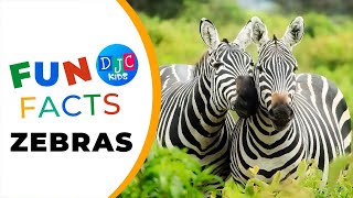 🦓 Zany Zebras 101 Fun Facts and Adventures in the Wild 🌈🐾 [upl. by Yhtak332]