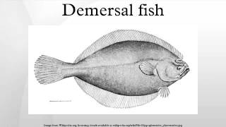 Demersal fish [upl. by Elimaj]