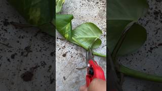 Pothos 🌱 youtubeshorts pothos plants flowers gardening shorts short yt ytshort [upl. by Arahd]