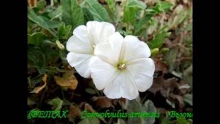 Коренастый сорняк Вьюнок полевой Chunky weed Field bindweed [upl. by Enorahs]