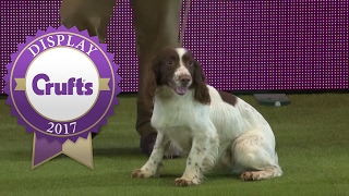 Gundog Display with Adrian amp Caroline Slater  Crufts 2017 [upl. by Phip]