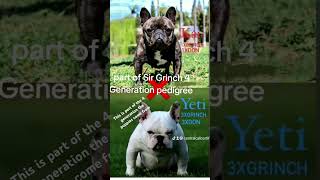 Part of puppies 4 gen pedigrees [upl. by Yhcir]