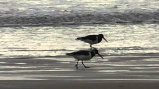 Oystercatchers [upl. by Cornelia818]