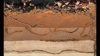 Bioturbation  Worms at Work [upl. by Africah]