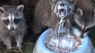 Man Feeds Raccoons Living Under His Deck [upl. by Bronny514]