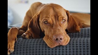 10 Pros and Cons of Owning a Vizsla [upl. by Aihgn]