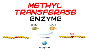 Methyltransferase enzyme [upl. by Anaigroeg]