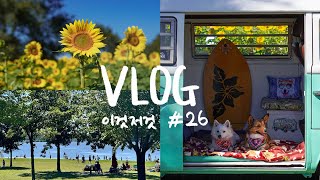 ENG│VLOG이것저것 26 2024년 9월Minnesota해바라기사과농장Andover Sunflower FieldPine Tree Apple Orchard [upl. by Aratahc]