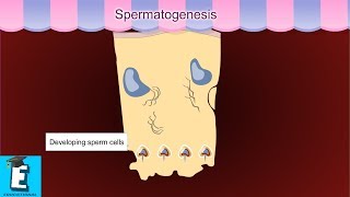 Spermatogenesis Learn for Children and Kids  EDUKID Learning [upl. by Hull]