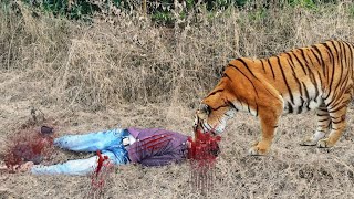 tiger attack man in forest  tiger attack man in jungle royal bengal tiger attack video [upl. by Navannod]