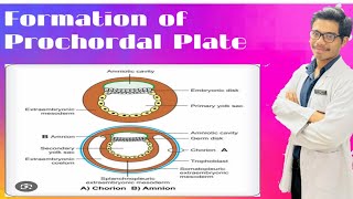 Formation of Prechordal Plate Formation of Amnion and Chorion [upl. by Natal]