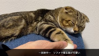 ソファで眠るねこをずっと触っちゃう [upl. by Lyrahs]