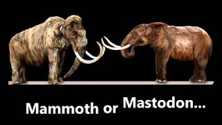 Mammoth or Mastodon Discover how to identify ancient tusks [upl. by Aniluj]