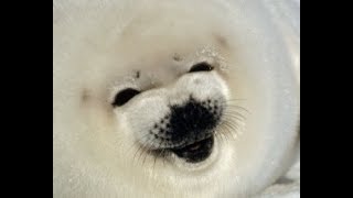 Bouncing Seals 3 MEME COMPILATION [upl. by Anitsirhcairam460]